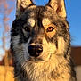 dog, canine, close_up, portrait, outdoor, sunlight, animal, fur, ears, eyes, snout, nature, daylight, muzzle, pet, watchful, wild_look, background_blur, blue_sky, golden_hour