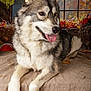Valkan participe au concours pour gagner de l'argent avec cette photo : dog, husky, animal, pet, fur, tongue_out, window, autumn, fall_leaves, pumpkin, indoors, table, brown, white, gray, relaxing, portrait, cute, fluffy, seasonal