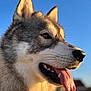 Valkan a rejoint le concours — aidez-le/la à gagner de superbes lots ! dog, husky, canine, tongue, close_up, outdoor, sunlight, blue_sky, pet, animal, fur, ears, nose, teeth, happy, nature, portrait, daylight, tongue_out, muzzle