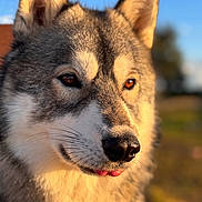 Valkan participe au concours pour gagner de l'argent avec cette photo : dog, animal, outdoor, portrait, closeup, sunlight, tongue, ears, fur, nature, muzzle, canine, pet, eyes, daylight, blurred_background, wildlife, adorable, friendly, watchful