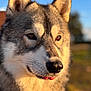 dog, animal, outdoor, portrait, closeup, sunlight, tongue, ears, fur, nature, muzzle, canine, pet, eyes, daylight, blurred_background, wildlife, adorable, friendly, watchful