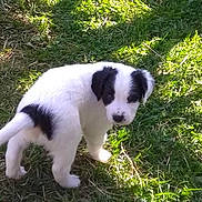 Odeon participe au concours pour gagner de l'argent avec cette photo : border_collie, carnivoran, companion_dog, dog, dog_breed, dog_breed_group, dog_like_mammal, landseer, rare_breed_dog, sporting_group, tornjak, welsh_sheepdog