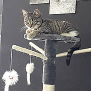 Olympe a rejoint le concours — aidez-le/la à gagner de superbes lots ! american_shorthair, carnivoran, cat, cat_like_mammal, domestic_short_haired_cat, fur, kitten, small_to_medium_sized_cats, tabby_cat, whiskers, window