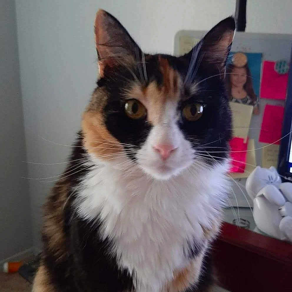 Bella joined the competition — help win amazing prizes! animal, calico_cat, cat, closeup, curious, cute, domestic, ears, eyes, face, feline, fur, household, indoor, mammal, pet, portrait, sitting, table, whiskers