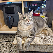 Patapouf participe au concours pour gagner de l'argent avec cette photo : cat, gray_tabby, wooden_stool, kitchen, appliance, floor, domestic, pet, feline, relaxed, indoor, fur, whiskers, green_eyes, curious, household, counter, table, resting, cozy