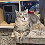 cat, gray_tabby, wooden_stool, kitchen, appliance, floor, domestic, pet, feline, relaxed, indoor, fur, whiskers, green_eyes, curious, household, counter, table, resting, cozy