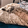 Patapouf participe au concours pour gagner de l'argent avec cette photo : cat, sleeping, bed, pillow, fur, indoor, cozy, rest, animal, pet, closeup, pattern, blanket, furniture, relaxation, home, cute, comfort, soft, nap