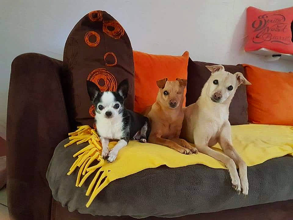 Snoopy a rejoint le concours — aidez-le/la à gagner de superbes lots ! canidae, carnivore, comfort, companion_dog, couch, dog, dog_bed, dog_breed, dog_supply, fawn, felidae, flooring, furniture, pet_supply, small_to_medium_sized_cats, sporting_group, tail, toy, toy_dog, working_animal