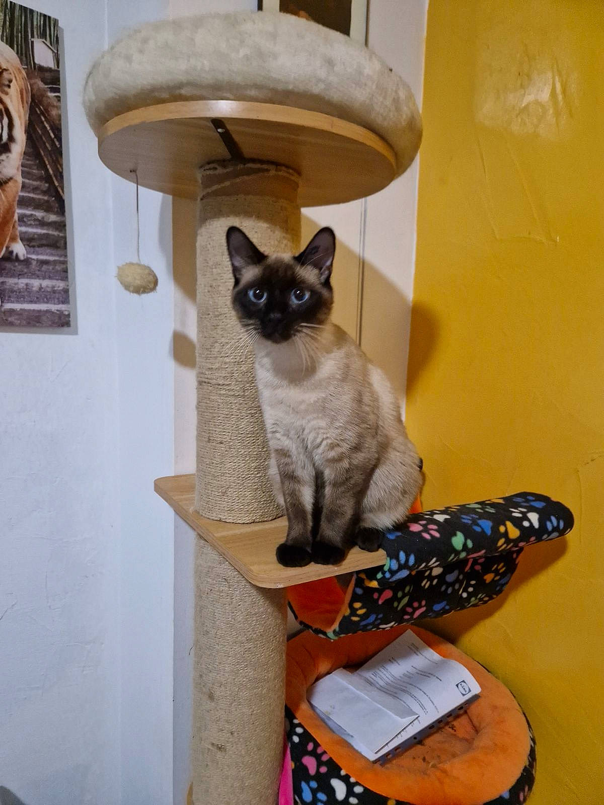 Stitch participe au concours pour gagner de l'argent avec cette photo : balinese, birman, carnivore, cat, cat_supply, comfort, domestic_short_haired_cat, fawn, felidae, flooring, fur, grey, pet_supply, room, siamese, small_to_medium_sized_cats, tail, thai, whiskers, wood