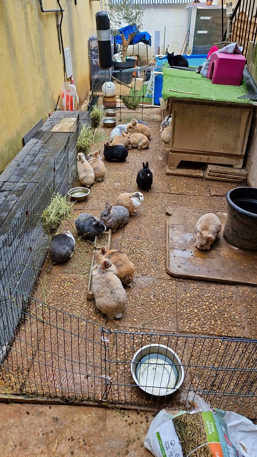 Stitch participe au concours pour gagner de l'argent avec cette photo : backyard, cobblestone, concrete, flooring, garden, gas, grass, hardwood, landscape, plastic, plastic_bag, road_surface, rock, sidewalk, soil, stone_wall, street, wood, yard