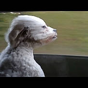 Luna joined the competition — help win amazing prizes! dog, white, fur, side_profile, car_window, motion_blur, outdoor, animal, pet, wind, gaze, speed, blurred_background, canine, travel, portrait, fluffy, cute, companion, looking_out