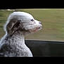 dog, white, fur, side_profile, car_window, motion_blur, outdoor, animal, pet, wind, gaze, speed, blurred_background, canine, travel, portrait, fluffy, cute, companion, looking_out