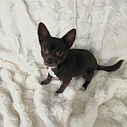 Moka a rejoint le concours — aidez-le/la à gagner de superbes lots ! dog, small_dog, black_dog, pet, cute, fluffy_blanket, indoor, animal, ears, white_patch, fur, looking_up, sitting, cozy, companion, domestic_animal, cute_pet, adorable, curious, blanket