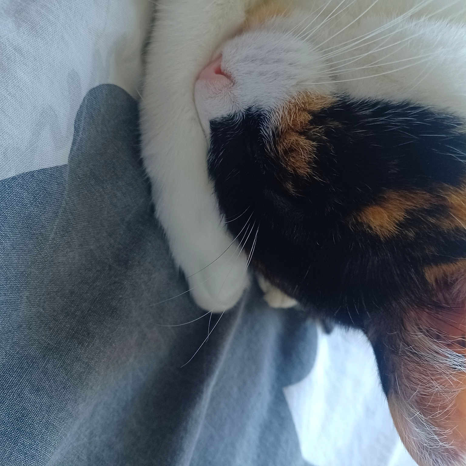 Rosie