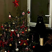 Pepsi participe au concours pour gagner de l'argent avec cette photo : black_cat, candy_cane, cat, cat_tree, christmas_tree, decorations, festive, gold_ball, holiday_decor, indoor, living_room, night, ornaments, plant, red_bow, shadow, string_lights, white_ball, window, wooden_floor