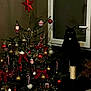 black_cat, candy_cane, cat, cat_tree, christmas_tree, decorations, festive, gold_ball, holiday_decor, indoor, living_room, night, ornaments, plant, red_bow, shadow, string_lights, white_ball, window, wooden_floor