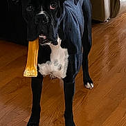 Duke joined the competition — help win amazing prizes! dog, black_dog, white_spots, indoor, wooden_floor, chew_bone, pet, animal, canine, standing, looking, ears_up, flooring, muzzle, paw, domestic_animal, companion, house, toy, playful