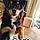 Arlo