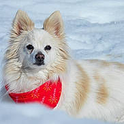 Annouchka participe au concours pour gagner de l'argent avec cette photo : adorable, animal, attentive, bandana, close_up, companion, dog, ears, eyes, fluffy, fur_texture, nose, outdoor, pet, portrait, red_accessory, small_dog, snow, white_fur, winter