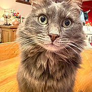 Michonne participe au concours pour gagner de l'argent avec cette photo : animal, background_blur, cat, close_up, cozy, curious, domestic_cat, eyes, feline, fluffy, fur, gray_cat, home, indoor, lamp, pet, photo_frame, portrait, whiskers, wooden_table