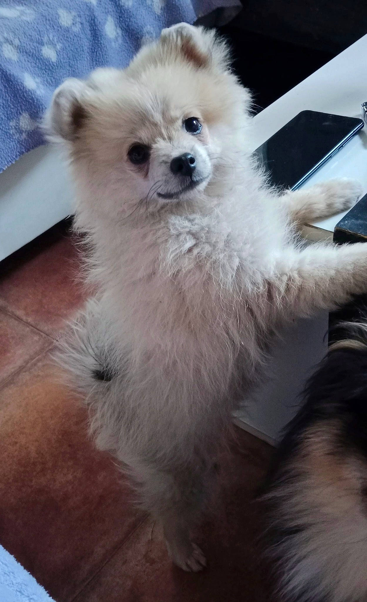 Tennessee participe au concours pour gagner de l'argent avec cette photo : canidae, carnivore, companion_dog, dog, dog_breed, ear, eye, fawn, fur, german_spitz, japanese_spitz, snout, spitz, sporting_group, terrestrial_animal, toy_dog, volpino_italiano, wheel, whiskers, working_animal