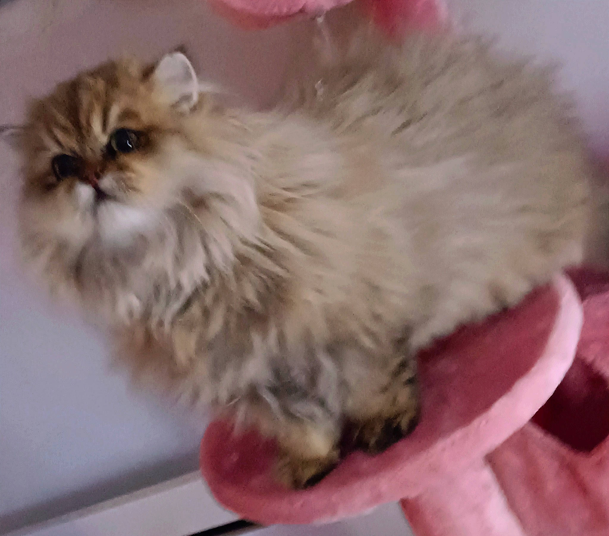 Palawan participe au concours pour gagner de l'argent avec cette photo : british_longhair, carnivore, cat, claw, fawn, felidae, fur, iris, paw, persian, small_to_medium_sized_cats, snout, tail, terrestrial_animal, whiskers