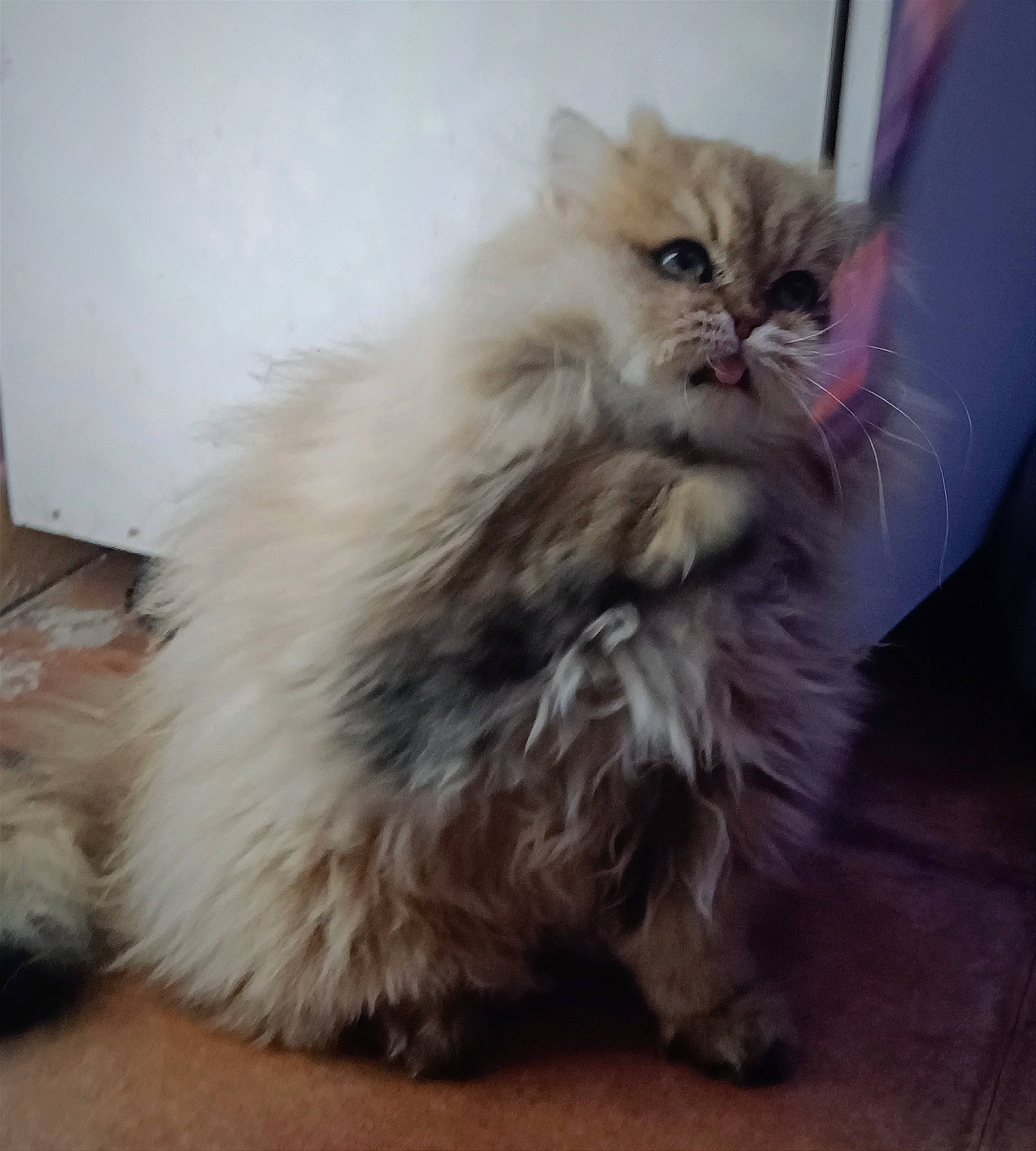 Palawan a rejoint le concours — aidez-le/la à gagner de superbes lots ! british_longhair, carnivore, cat, claw, companion_dog, fawn, felidae, flooring, fur, paw, persian, plant, small_to_medium_sized_cats, snout, tail, terrestrial_animal, whiskers