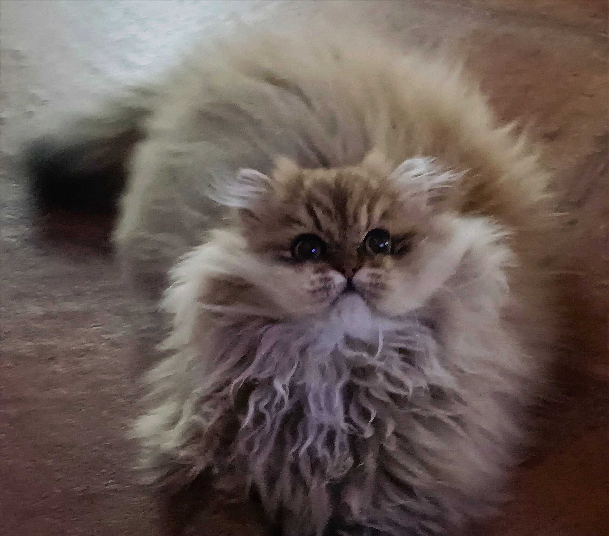 Palawan a rejoint le concours — aidez-le/la à gagner de superbes lots ! british_longhair, carnivore, cat, eye, felidae, fur, grass, persian, poultry, small_to_medium_sized_cats, snout, terrestrial_animal, whiskers