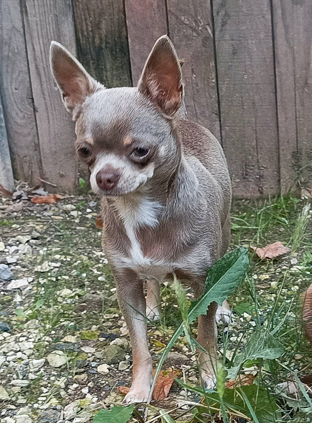Schtroumpfette participe au concours pour gagner de l'argent avec cette photo : canidae, carnivore, chihuahua, companion_dog, dog, dog_breed, eye, fawn, fur, grass, head, liver, plant, snout, sporting_group, tail, terrestrial_animal, terrestrial_plant, toy_dog, whiskers