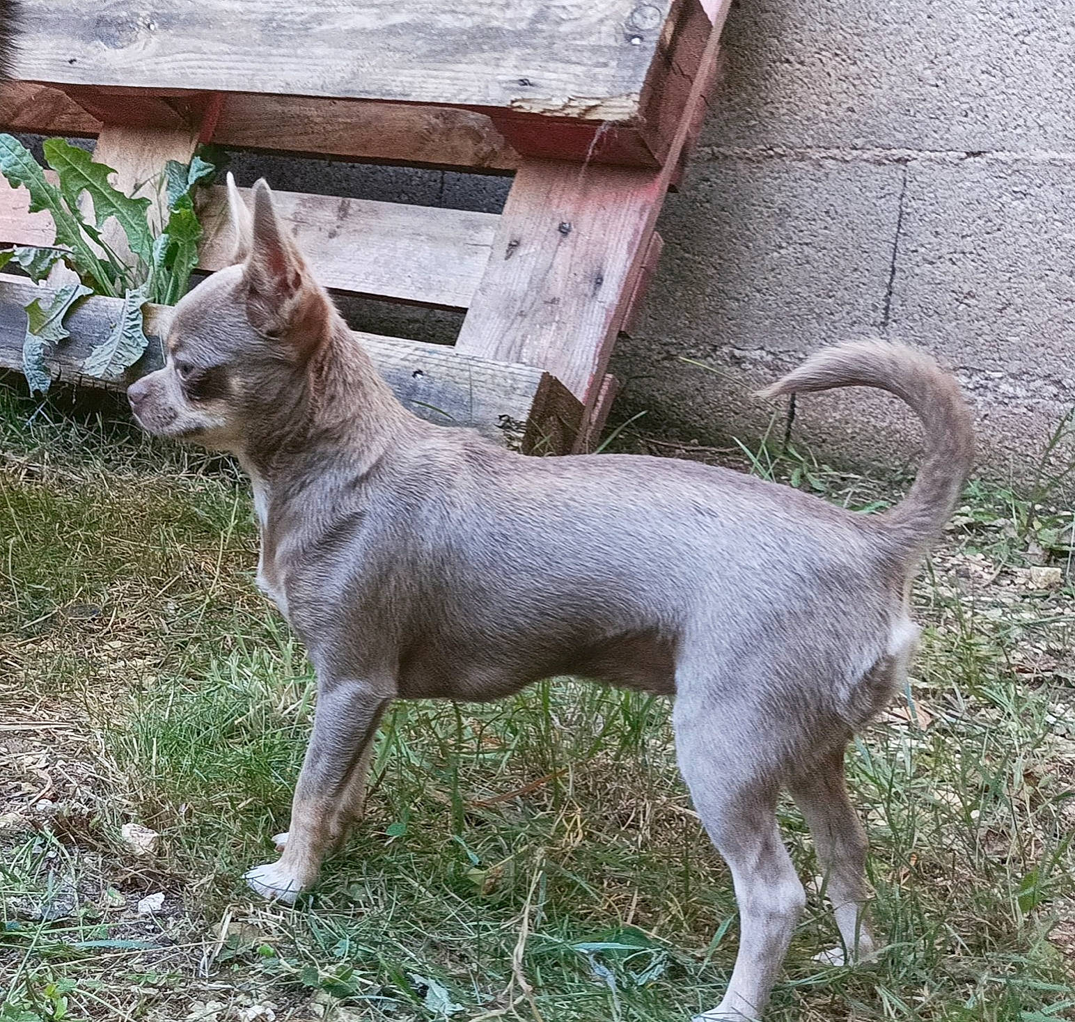 Schtroumpfette participe au concours pour gagner de l'argent avec cette photo : ancient_dog_breeds, canidae, carnivore, companion_dog, dog, dog_breed, fawn, grass, non_sporting_group, plant, snout, sporting_group, tail, terrestrial_animal, whiskers, working_animal