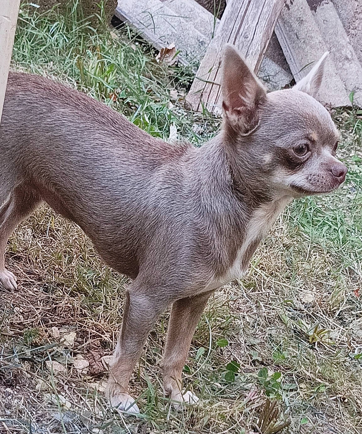 Schtroumpfette participe au concours pour gagner de l'argent avec cette photo : art, canidae, carnivore, dog, dog_breed, fawn, fur, grass, groundcover, liver, mexican_hairless_dog, plant, snout, sporting_group, tail, terrestrial_animal, whiskers, wildlife