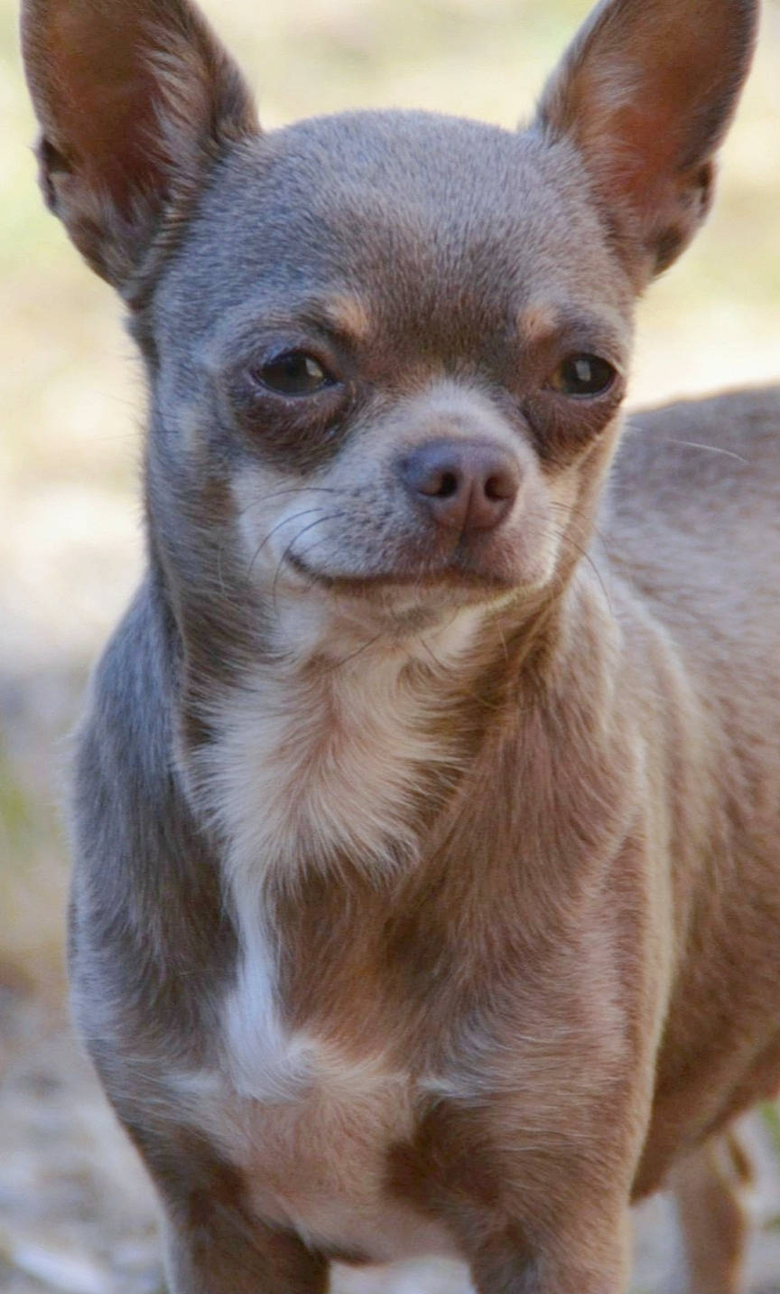 Schtroumpfette a rejoint le concours — aidez-le/la à gagner de superbes lots ! canidae, carnivore, chihuahua, companion_dog, corgi_chihuahua, dog, dog_breed, ear, fawn, fur, grass, russkiy_toy, snout, sporting_group, terrestrial_animal, terrestrial_plant, toy_dog, whiskers, wildlife, working_animal