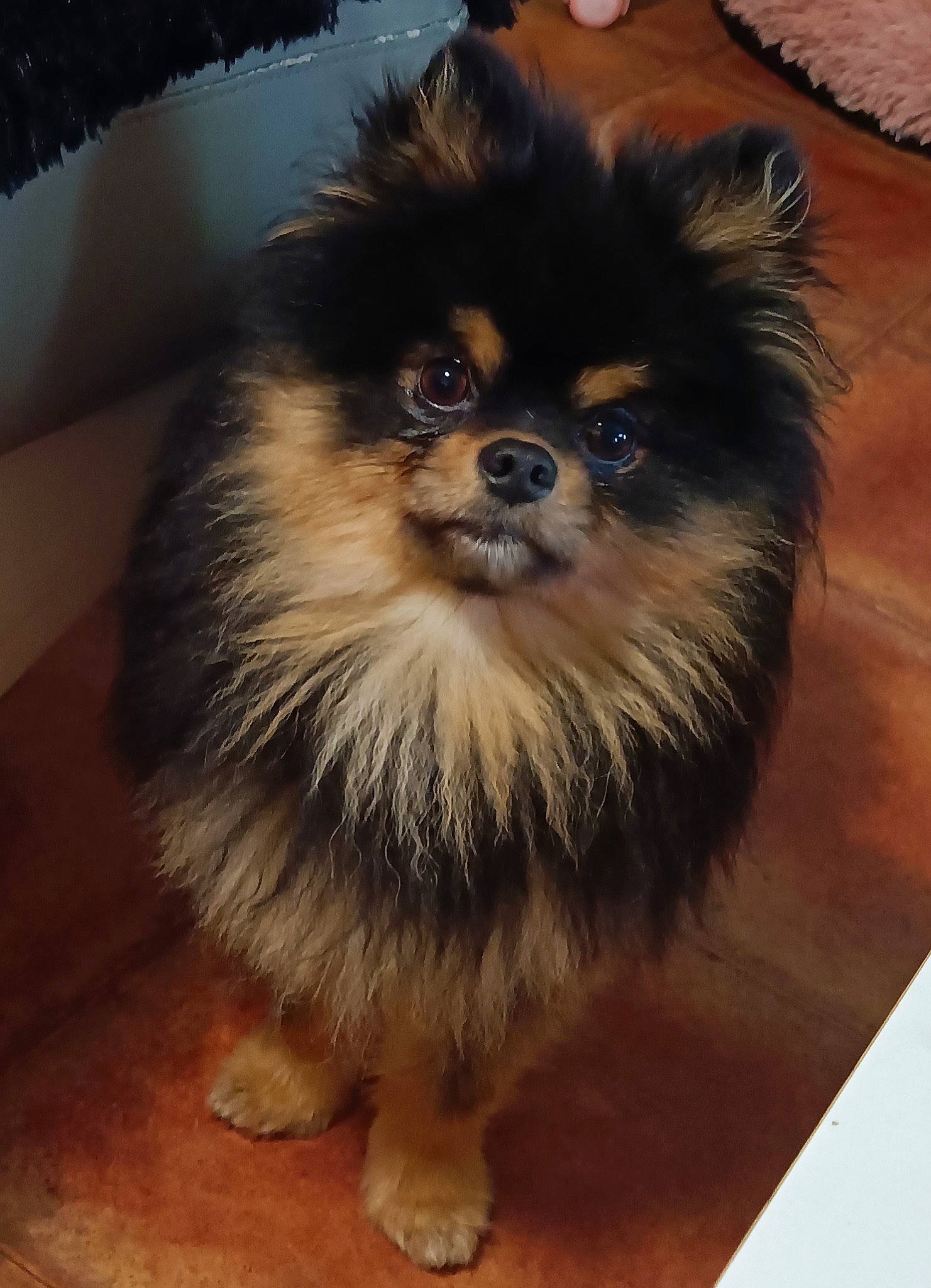 Rock participe au concours pour gagner de l'argent avec cette photo : ancient_dog_breeds, canidae, carnivore, companion_dog, dog, dog_breed, dog_supply, fawn, flooring, fur, german_spitz, german_spitz_klein, hardwood, liver, snout, sporting_group, terrestrial_animal, toy_dog, wood, working_animal