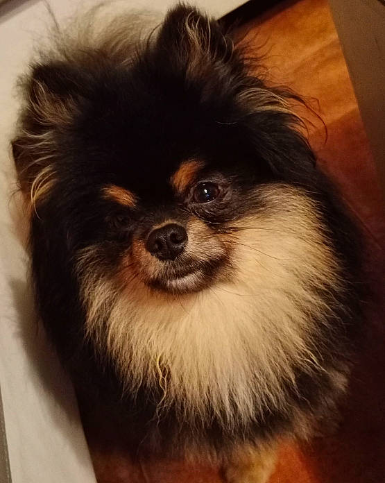 Rock a rejoint le concours — aidez-le/la à gagner de superbes lots ! canidae, carnivore, companion_dog, dog, dog_breed, fawn, fur, iris, liver, non_sporting_group, snout, sporting_group, terrestrial_animal, toy_dog, volpino_italiano, whiskers, working_animal