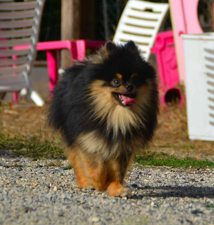 Rock participe au concours pour gagner de l'argent avec cette photo : carnivore, cat, chair, companion_dog, dog_breed, felidae, fur, grass, outdoor_furniture, road_surface, sitting, small_to_medium_sized_cats, snout, terrestrial_animal, whiskers