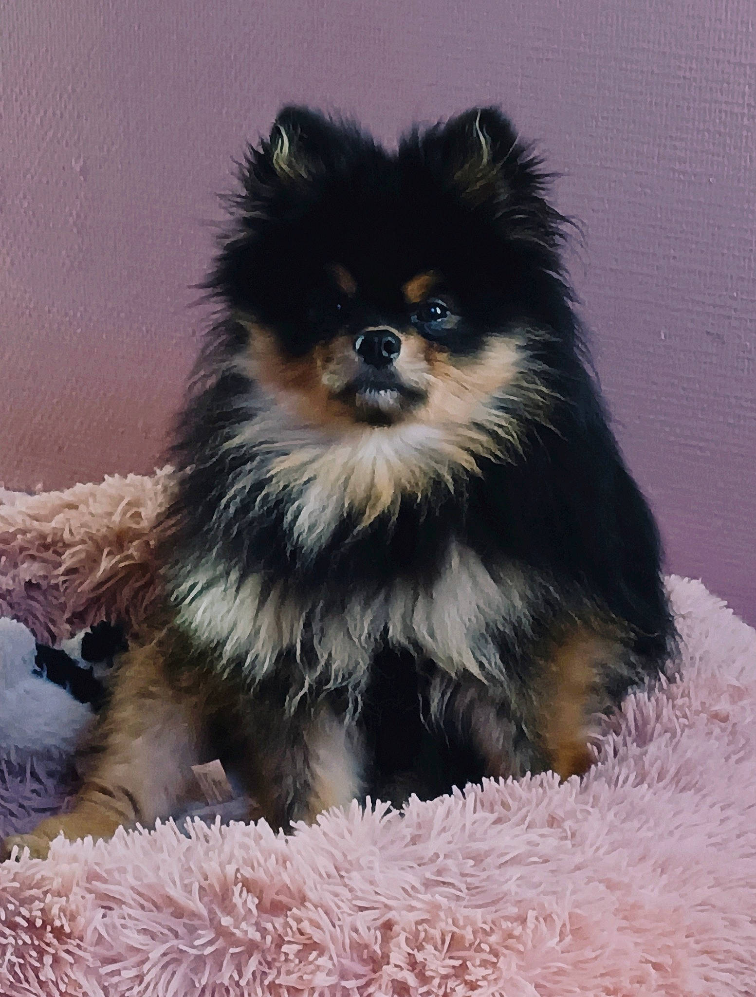 Rock participe au concours pour gagner de l'argent avec cette photo : ancient_dog_breeds, canidae, carnivore, companion_dog, dog, dog_breed, dog_supply, fawn, fur, german_spitz, german_spitz_klein, iris, non_sporting_group, pet_supply, snout, sporting_group, terrestrial_animal, toy_dog, whiskers, working_animal