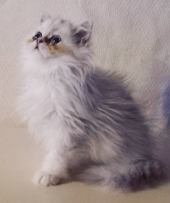 Tahity Coco participe au concours pour gagner de l'argent avec cette photo : birman, british_longhair, canidae, carnivore, cat, companion_dog, dog_breed, fashion_accessory, fawn, felidae, fur, paw, ragdoll, small_to_medium_sized_cats, snout, tail, terrestrial_animal, whiskers, wildlife