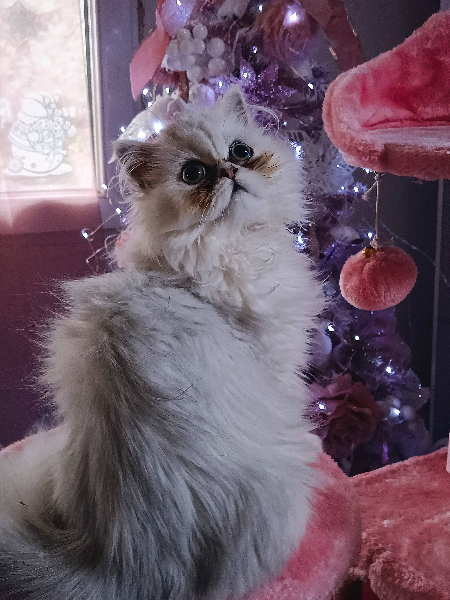 Tahity Coco a rejoint le concours — aidez-le/la à gagner de superbes lots ! carnivore, cat, christmas, christmas_decoration, christmas_ornament, companion_dog, event, fashion_accessory, fawn, felidae, fur, holiday, holiday_ornament, interior_design, magenta, ornament, small_to_medium_sized_cats, whiskers