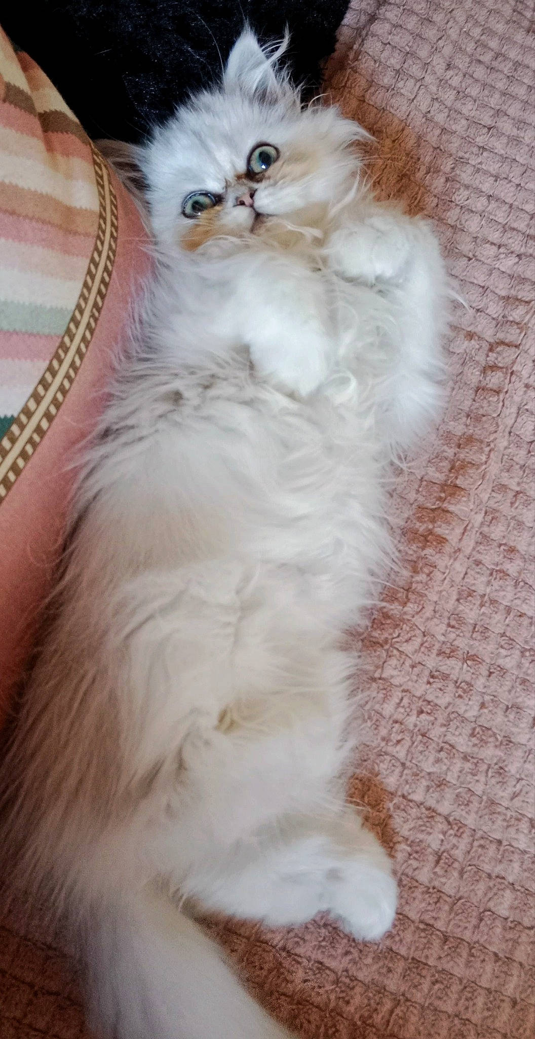 Tahity Coco participe au concours pour gagner de l'argent avec cette photo : british_longhair, carnivore, cat, chair, claw, comfort, event, fawn, felidae, fur, paw, selkirk_rex, sitting, small_to_medium_sized_cats, snout, tail, terrestrial_animal, whiskers