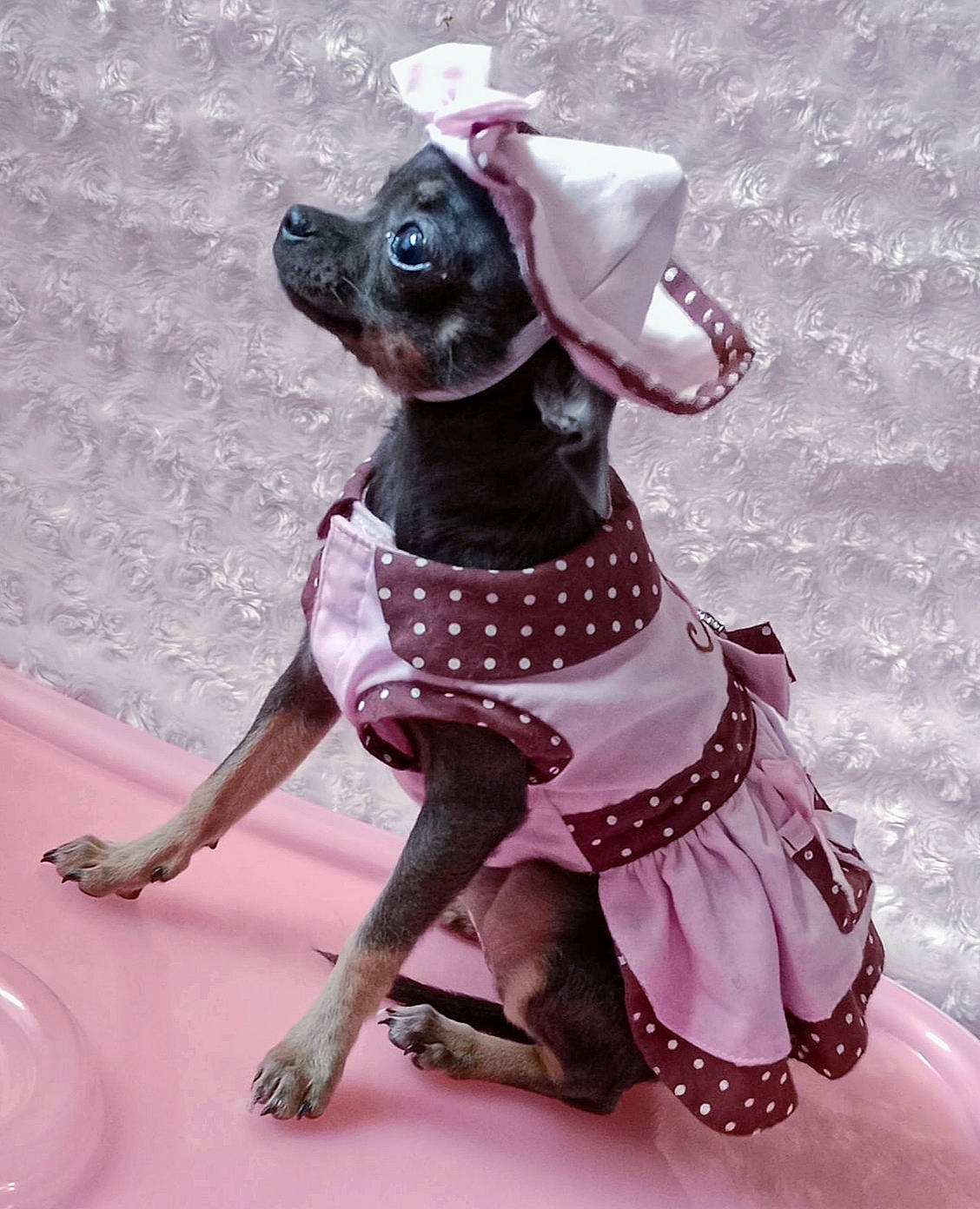 Tattoo Girl a rejoint le concours — aidez-le/la à gagner de superbes lots ! canidae, carnivore, collar, companion_dog, dog, dog_breed, dog_collar, dog_supply, fawn, liver, magenta, pattern, pet_supply, pink, purple, snout, sporting_group, toy, toy_dog, working_animal