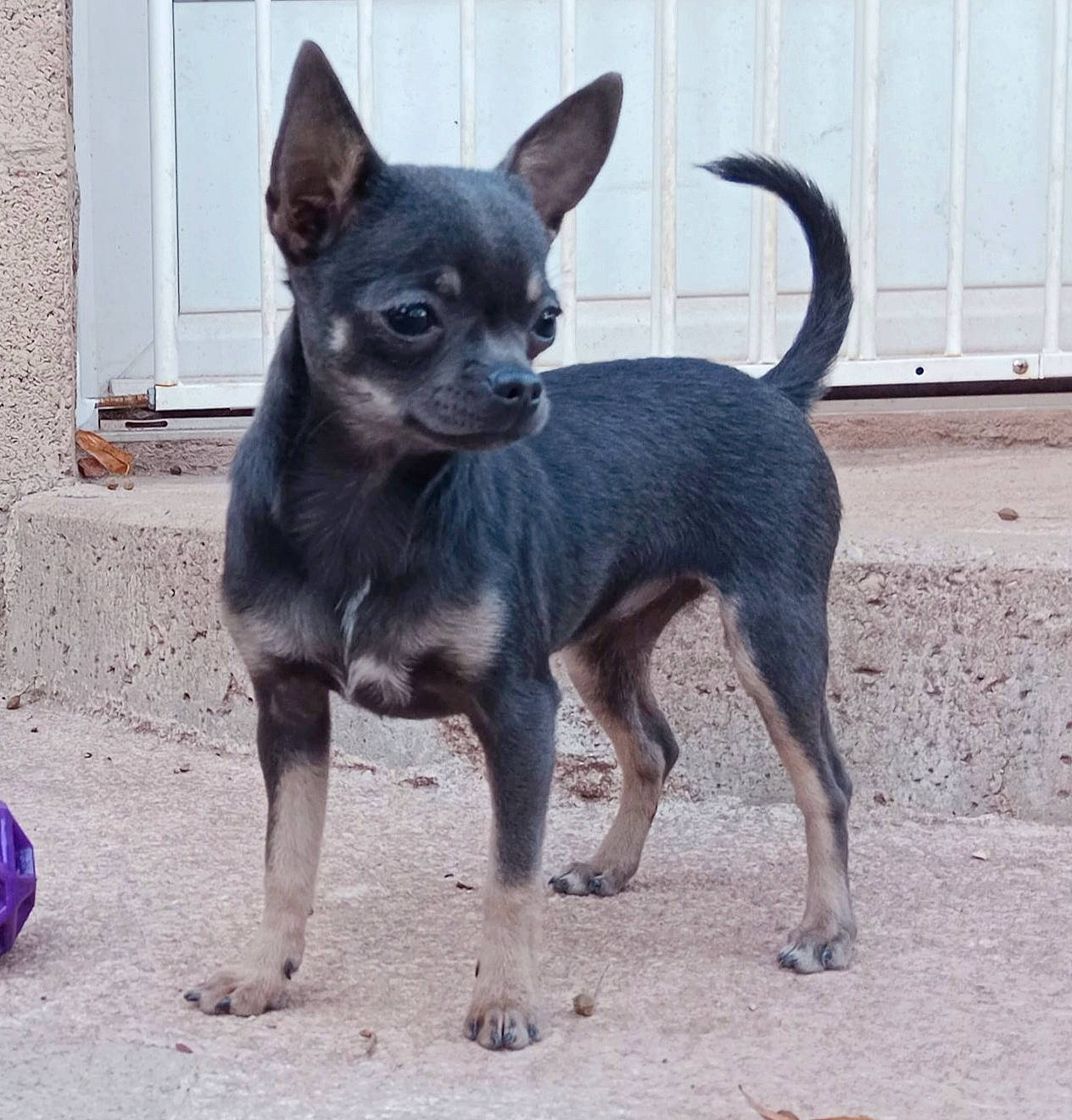 Tattoo Girl participe au concours pour gagner de l'argent avec cette photo : canidae, carnivore, chihuahua, collar, companion_dog, corgi_chihuahua, dog, dog_breed, dog_supply, fawn, non_sporting_group, paw, prazsky_krysarik, snout, sporting_group, tail, terrestrial_animal, toy_dog, working_animal, working_dog