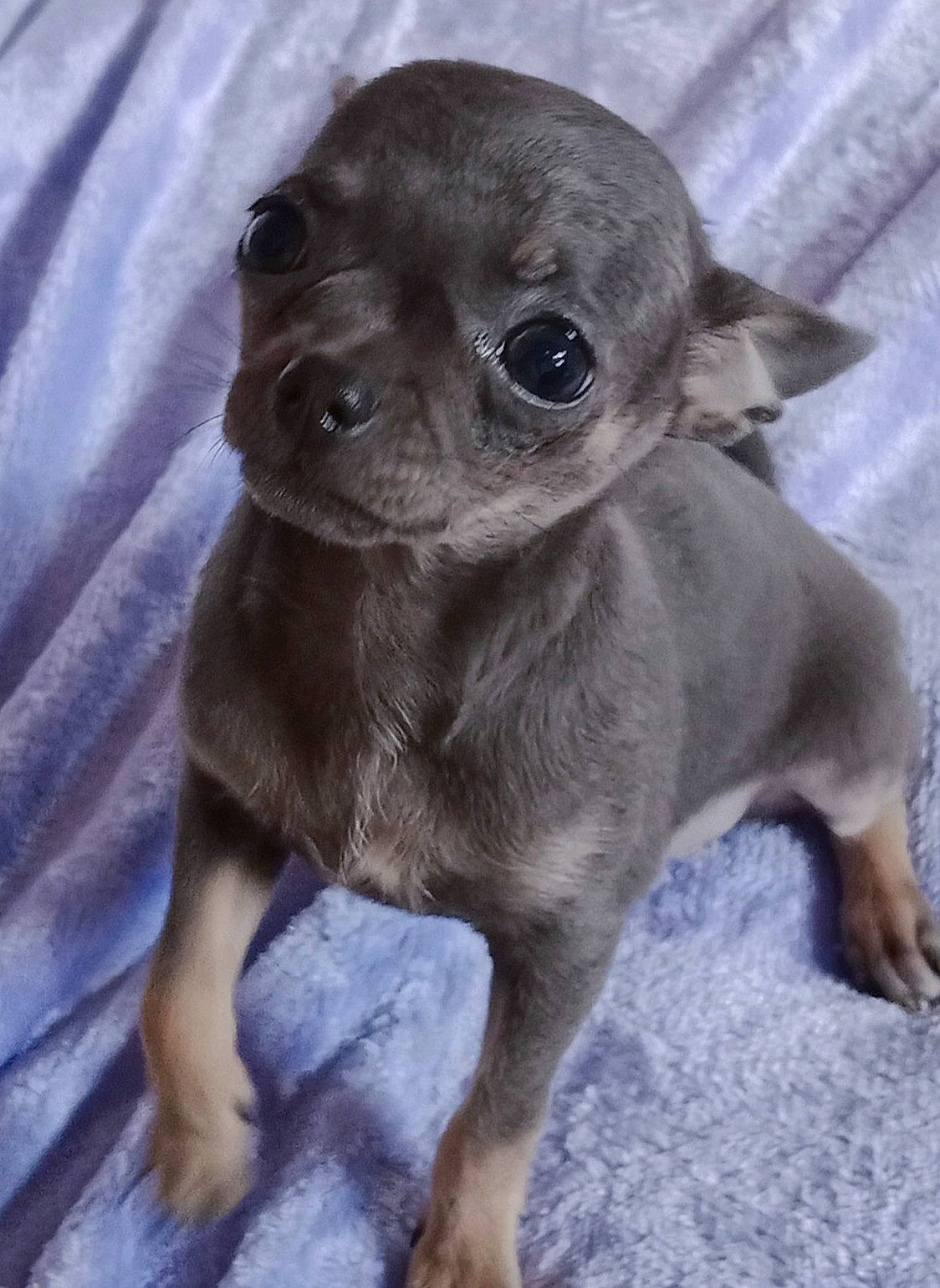 Tattoo Girl a rejoint le concours — aidez-le/la à gagner de superbes lots ! canidae, carnivore, companion_dog, dog, dog_breed, fawn, fur, liver, non_sporting_group, puppy, snout, sporting_group, terrestrial_animal, toy_dog, whiskers, working_animal