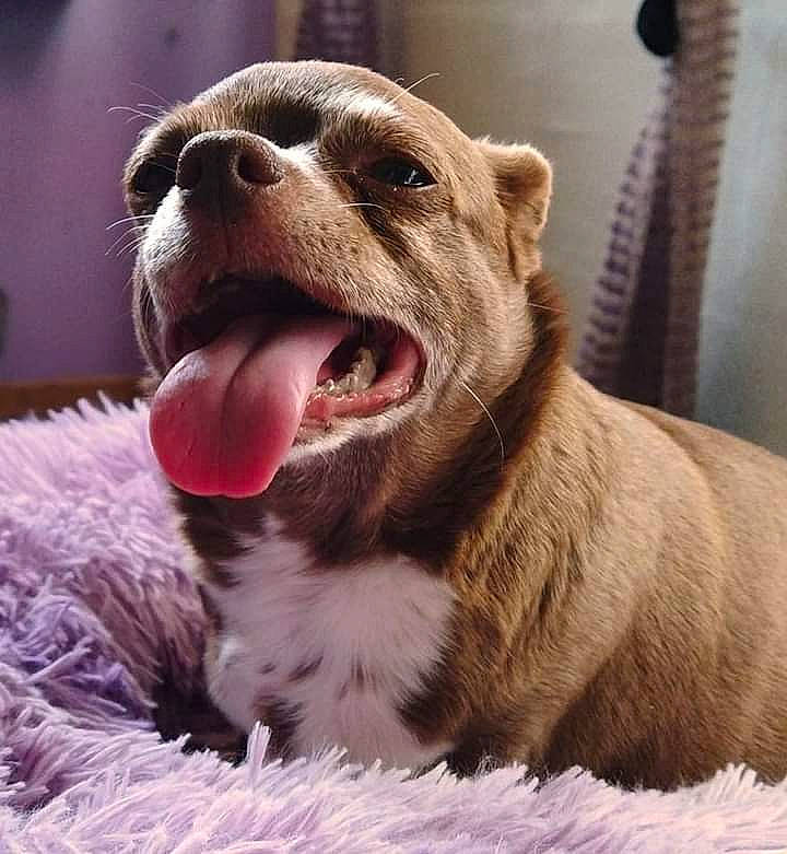 Haylée a rejoint le concours — aidez-le/la à gagner de superbes lots ! canidae, carnivore, companion_dog, dog, dog_breed, fang, fawn, felidae, fur, happy, jaw, liver, paw, snout, sporting_group, terrestrial_animal, whiskers, wildlife, working_animal, yawn