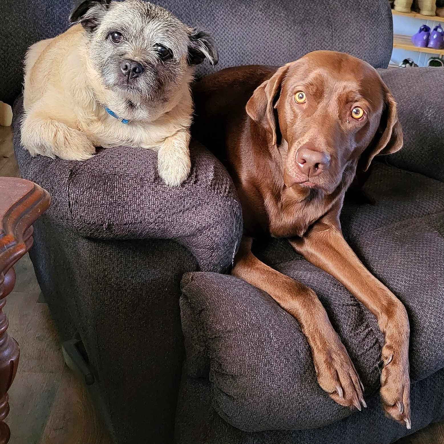 Mocha And Mia is registered to the contest to win money with this photo: animal, architecture, armchair, building, canine, chair, couch, cushion, dog, furniture, homedecor, hound, indoors, labradorretriever, livingroom, pet, pointer, puppy, room, terrier