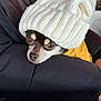 dog, small_dog, hat, knit_hat, white_hat, black_jacket, resting, indoors, close_up, pet, cute, cozy, winter_clothing, brown_eyes, fur, animal, portrait, warm, snuggled, expression