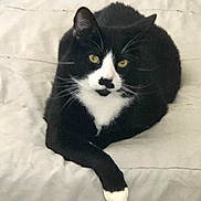 Tony Stark is registered to the contest to win money with this photo: cat, tuxedo_cat, bed, blanket, paw, whiskers, yellow_eyes, black_and_white_fur, indoor, pet, feline, portrait, fur, ears, paws_crossed, relaxed, looking_at_camera, bedding, cozy, sleepy