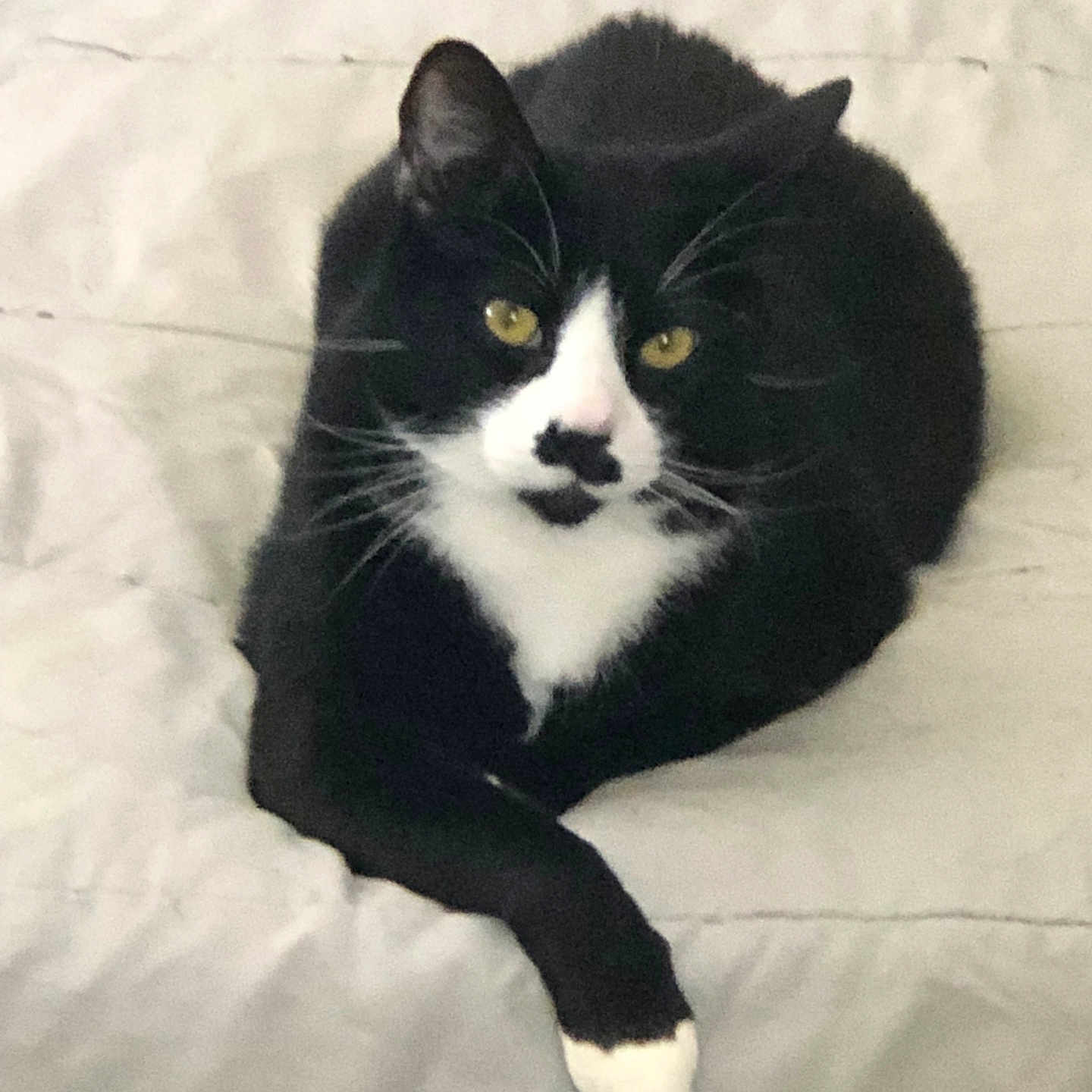 Tony Stark is registered to the contest to win money with this photo: bed, bedding, black_and_white_fur, blanket, cat, cozy, ears, feline, fur, indoor, looking_at_camera, paw, paws_crossed, pet, portrait, relaxed, sleepy, tuxedo_cat, whiskers, yellow_eyes