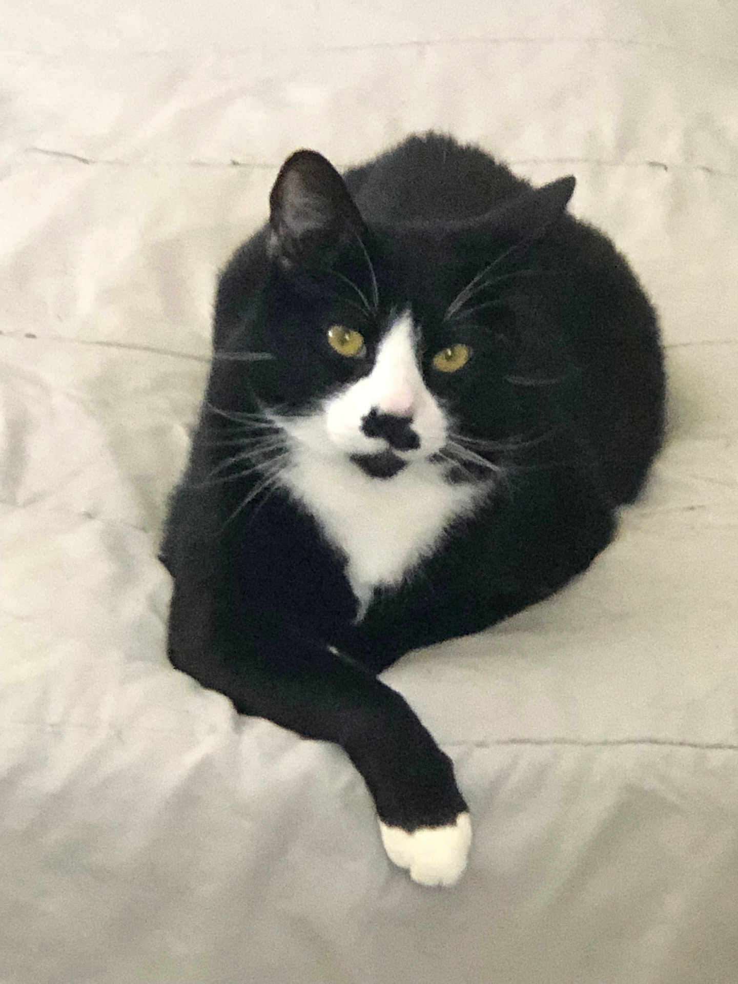 Tony Stark is registered to the contest to win money with this photo: cat, tuxedo_cat, bed, blanket, paw, whiskers, yellow_eyes, black_and_white_fur, indoor, pet, feline, portrait, fur, ears, paws_crossed, relaxed, looking_at_camera, bedding, cozy, sleepy