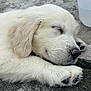 Miami is registered to the contest to win money with this photo: puppy, dog, sleeping, white_fur, close_up, sand, outdoor, paw, nose, fur, cute, resting, animal, pet, adorable, peaceful, young_dog, canine, relaxation, nature