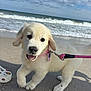 puppy, golden_retriever, dog, beach, sand, ocean, waves, sky, cloudy, leash, collar, american_flag_tag, pet, cute, playful, outdoor, animal, walking, happy, young